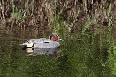 Avrasya deniz mavisi (Anas crecca)