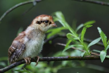Hazel Grouse (Tetrastes bonasia) piliç 