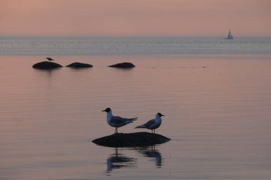 Siyah başlı martı (Chroicocephalus ridibundus)