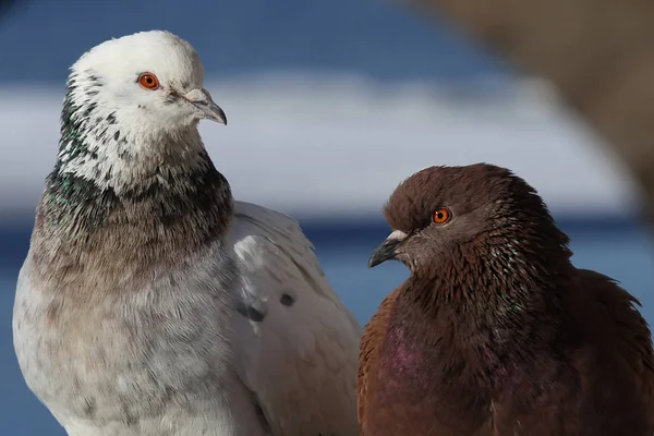 Pigeon Sauvage Columba Livia — Photo