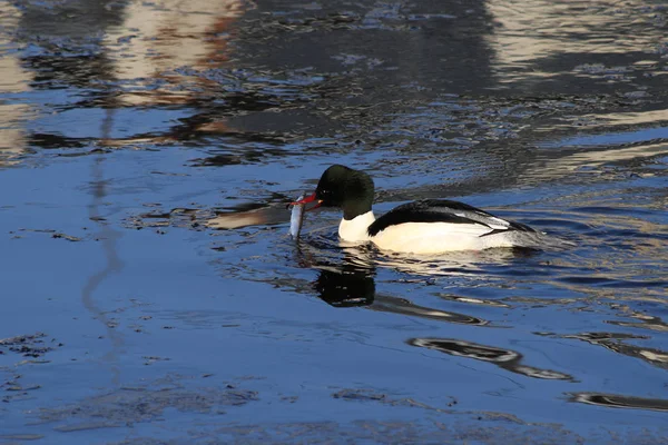 一般的な合併 Merus Merganser — ストック写真