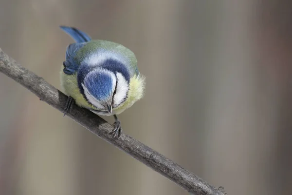 Eurasiska Blåmes Cyanistes Caeruleus — Stockfoto