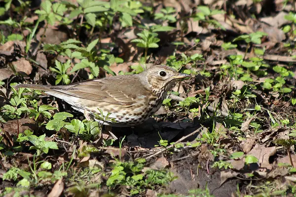 Tordo Canção Turdus Philomelos — Fotografia de Stock