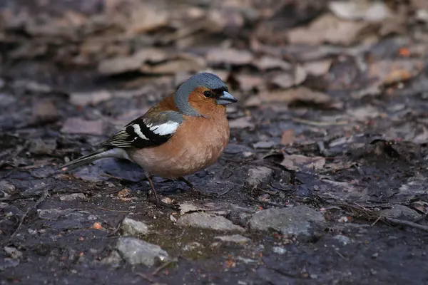 Frequentes Chaffinch Coelebs Fringilla — Fotografia de Stock