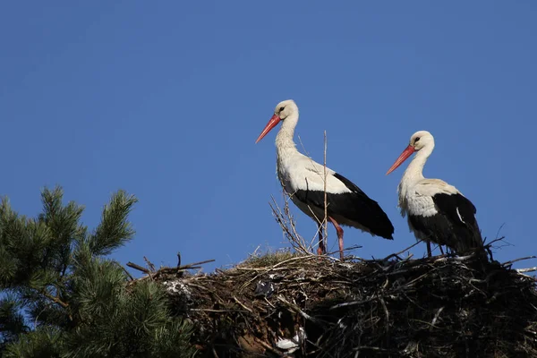 Vitstork Ciconia Ciconia — Stockfoto