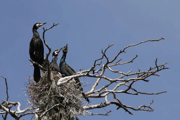 Great Cormorant Phalacrocorax Carbo — Stock Photo, Image