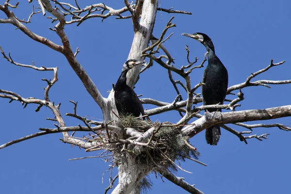 Μεγάλος Κορμοράνος Phalacrocorax Carbo — Φωτογραφία Αρχείου