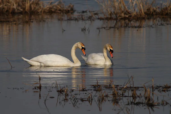 Höckerschwan Cygnus Olor — Stockfoto