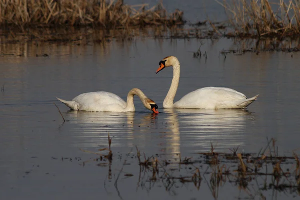 Höckerschwan Cygnus Olor — Stockfoto