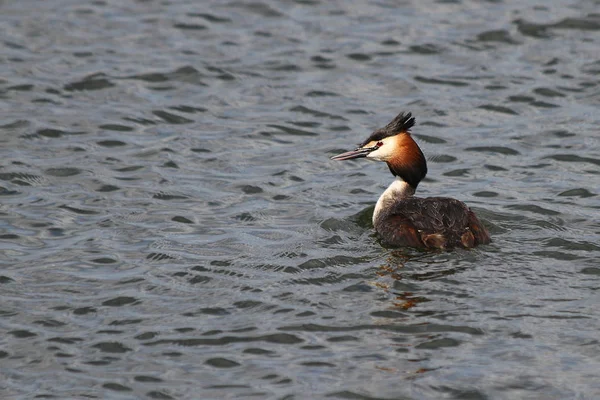 Büyük Armalı Yunus (Podiceps kriteri)