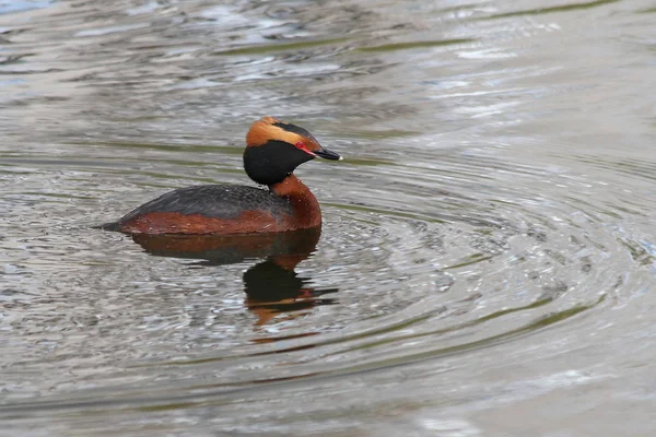 Horned Grebe Podiceps Auritus — Stock Photo, Image