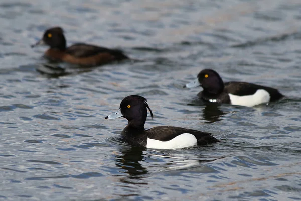 Ördek (Aythya fuligula)