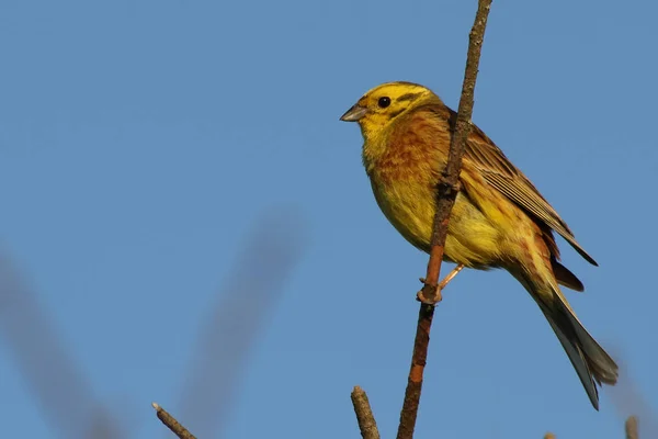 Bird Yellowhammer Emberiza Citrinella — Stock Photo, Image