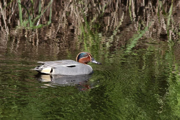 Avrasya deniz mavisi (Anas crecca)