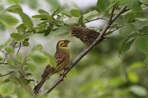 Yellowhammer Emberiza Citrinella Avec Poussin — Photo