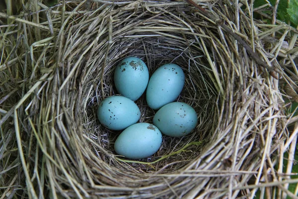 Ortak çütre (Carpodacus erythrinus yuva)