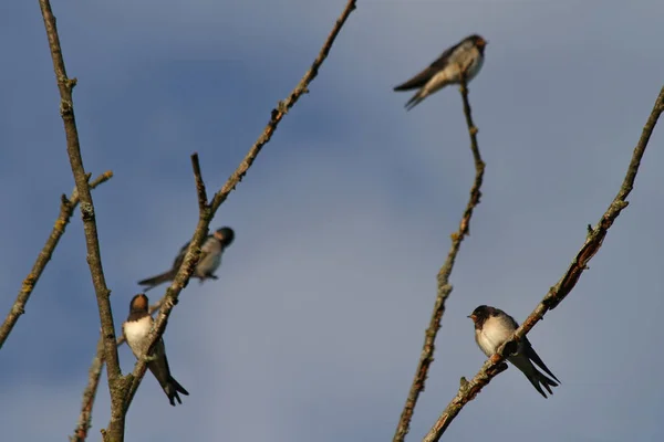 Schleierschwalbe Hirundo Rustica — Stockfoto