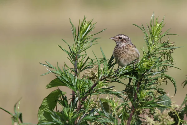 Braunkehlchen Saxicola Rubetra — Stockfoto