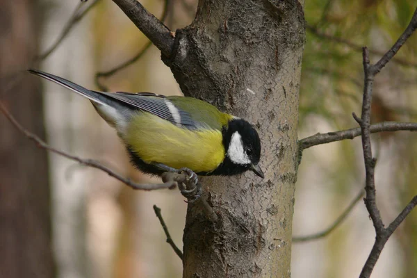 Uccello Grande Tetta Parus Major — Foto Stock