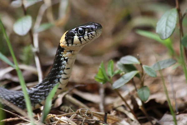Grass Snake Natrix Natrix — Stock Photo, Image