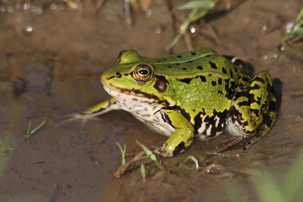 Havuzu Kurbağa (Pelophylax lessonae)