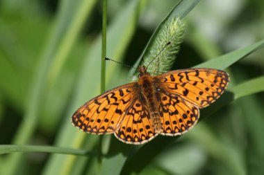 Küçük inci sınır fritillary (Boloria selene)