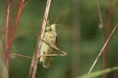Büyük çekirge (Tettigonia cantans)