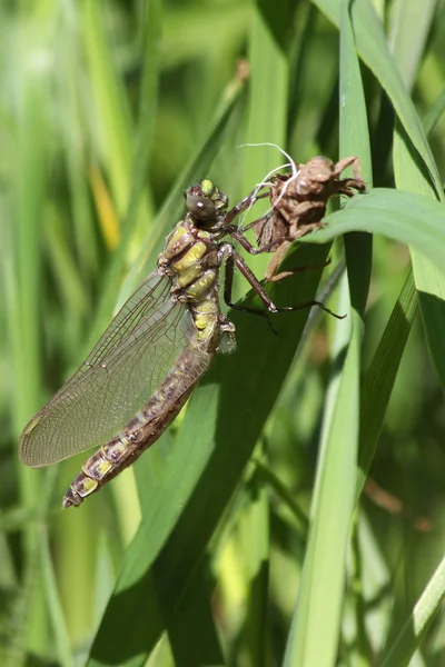 Queue Pie Commune Gomphus Vulgatissimus — Photo