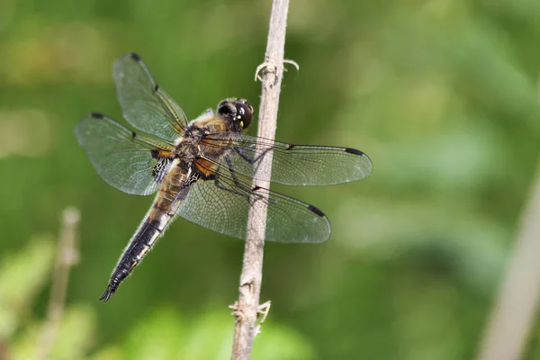 Perseguidor Quatro Manchas Libellula Quadrimaculata — Fotografia de Stock