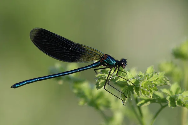 Demoiselle Baguée Calopteryx Splendens — Photo