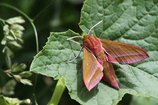 Fil hawk güve (Deilephila elpenor)