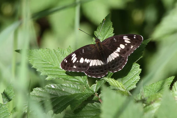 Avrasya beyaz Amiral (Limenitis camilla) 