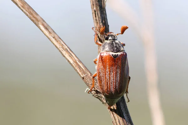 Можливо Помилка Melolontha Melolontha — стокове фото