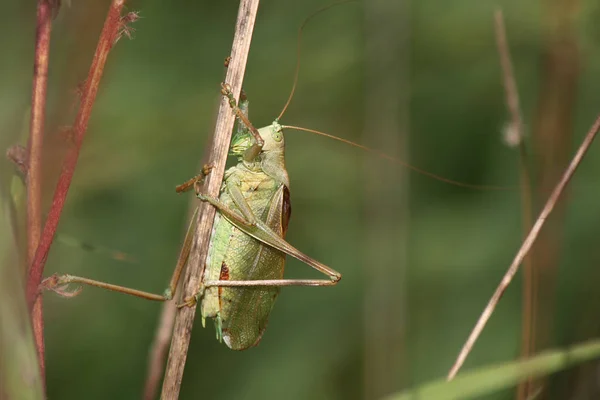 Large Grasshopper Tettigonia Cantans — Stock Photo, Image