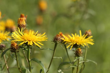 Avrupa Rusya'nın Flora: İrlandalı fleabane (Inula salicina) 