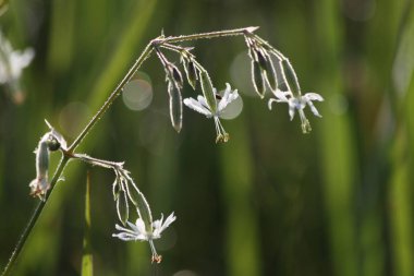 Avrupa Rusya'nın Flora: Nottingham catchfly (Silene nutans)