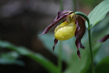 Avrupa Rusya'nın Flora: Bayan Terlik Orkide (Cypripedium calceolus) 