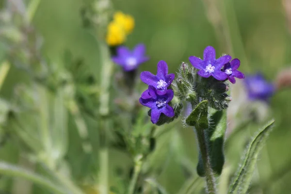 Avrupa Rusya'nın Flora: ortak bugloss (sığırdili officinalis) 