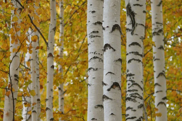 Birch Forest Golden Autumn — Stock Photo, Image