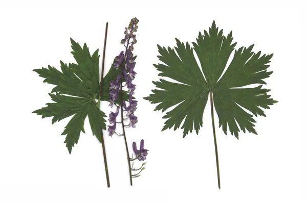 Northern Wolfsbane Aconitum Septentrionale — Stock Photo, Image