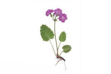 Japon çuha çiçeği (Primula sieboldii)