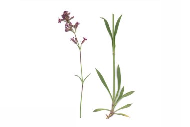 Yapışkan catchfly (Silene viscaria)