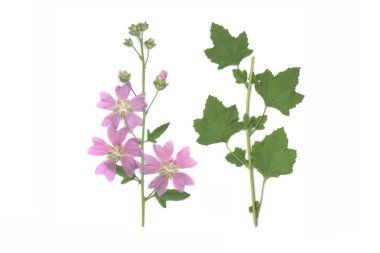 Bahçe ağaç-ebegümeci (Lavatera thuringiaca)