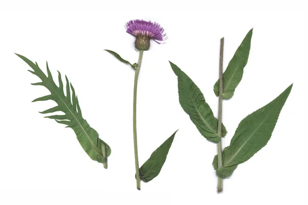 Melancholy Thistle Cirsium Heterophyllum — Stock Photo, Image