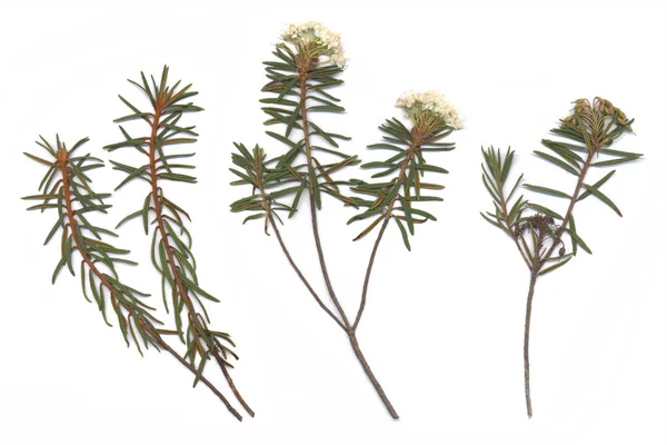 Marsh Labrador çay (Ledum palustre)