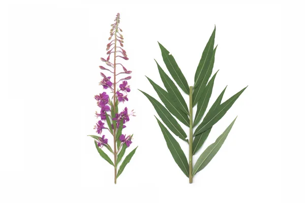 Great Willowherb Chamerion Angustifolium — Stock Photo, Image