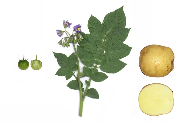 Potato Tater Spud Toober Solanum Tuberosum — Stock Photo, Image