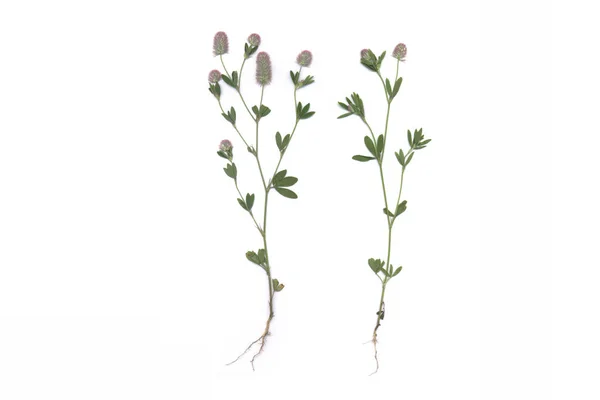 Hare Foot Clover Trifolium Arvense — Stock Photo, Image