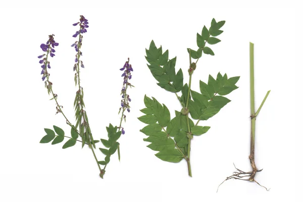 French Lilac Galega Officinalis — Stock Photo, Image