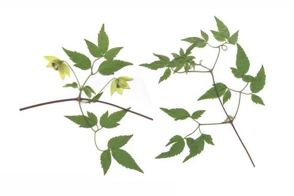 Ranunculaceae Clematis Clematis Serratifolia — Stock Photo, Image